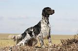 SETTER ANGLAIS 172